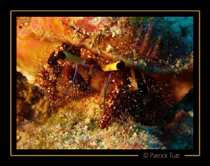 You have beautiful eyes you know… - Maldives - Lumix FX01 by Patrick Tutt 